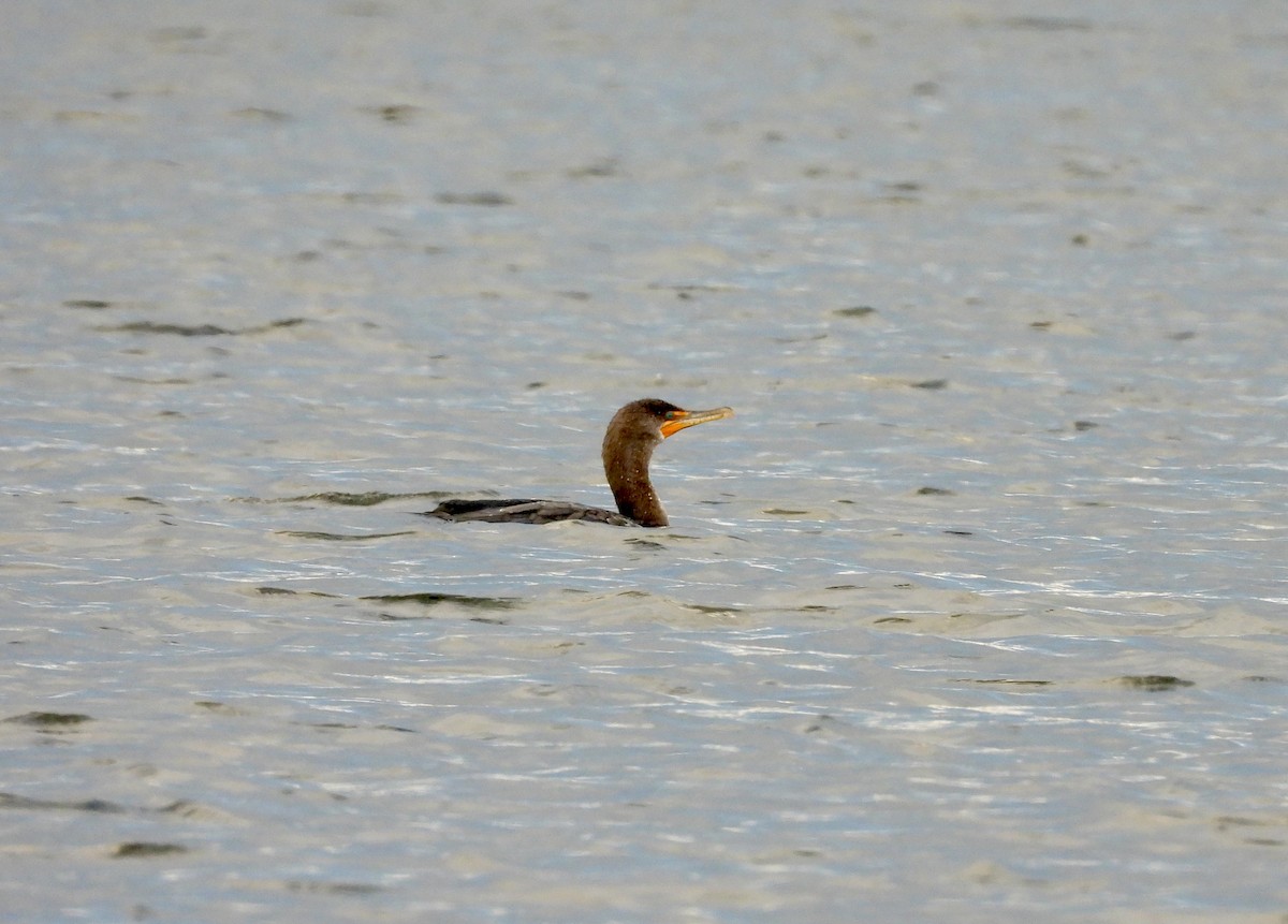 Double-crested Cormorant - ML646994860