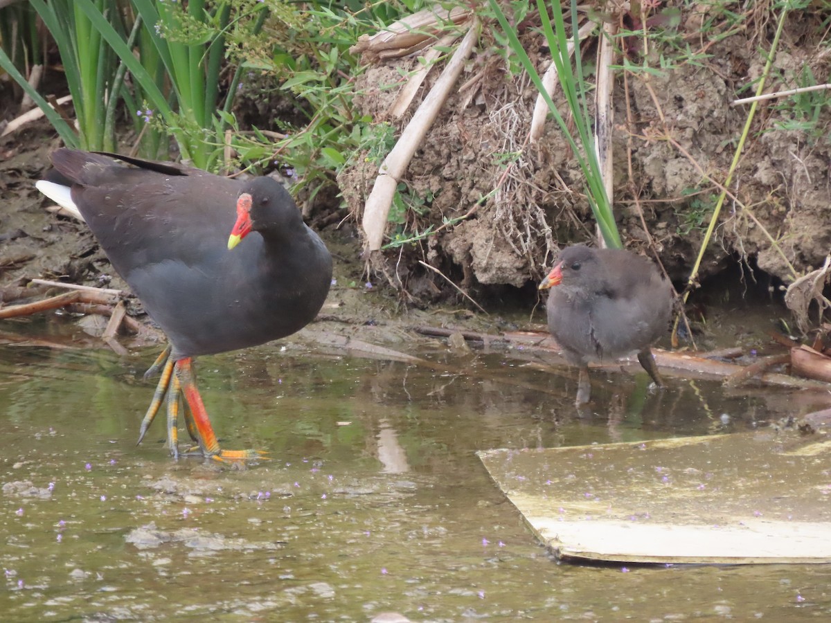 Dusky Moorhen - ML646994866