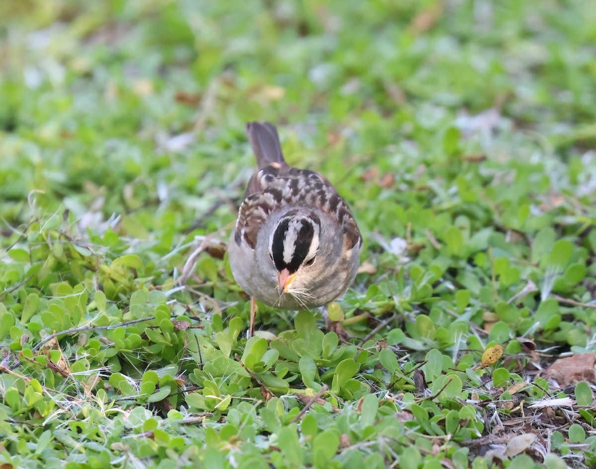 White-crowned Sparrow - ML646994869