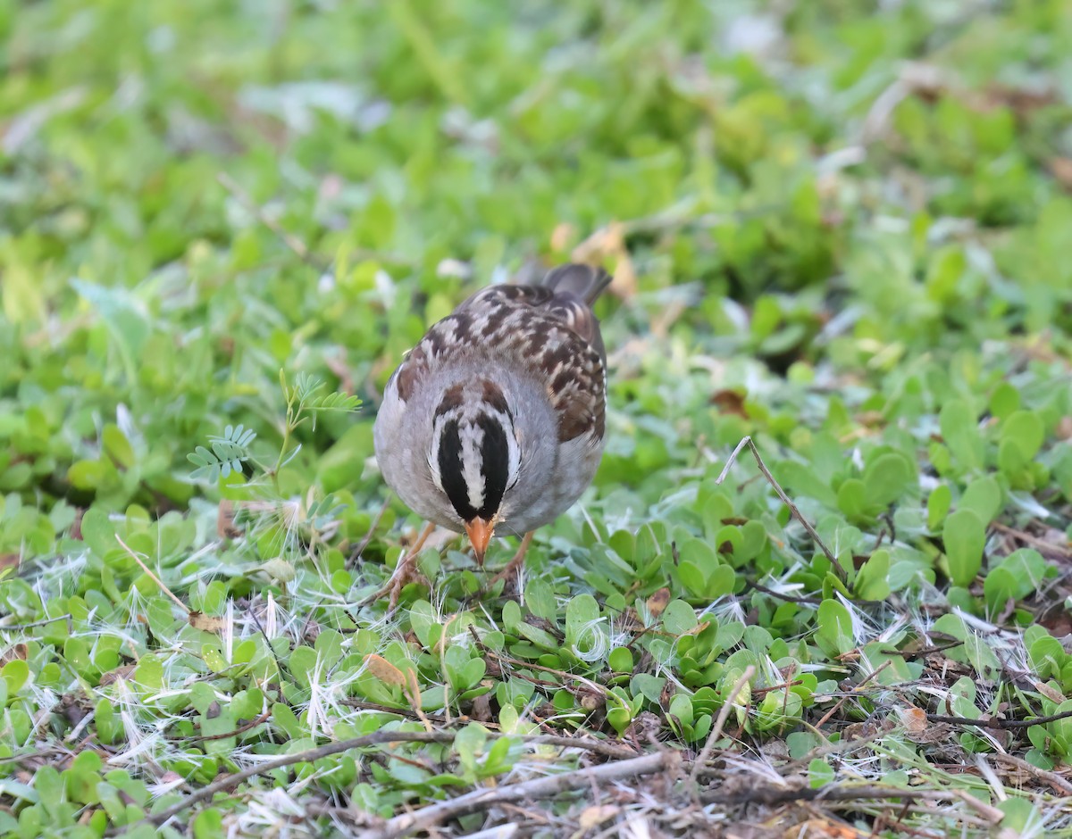 White-crowned Sparrow - ML646994870