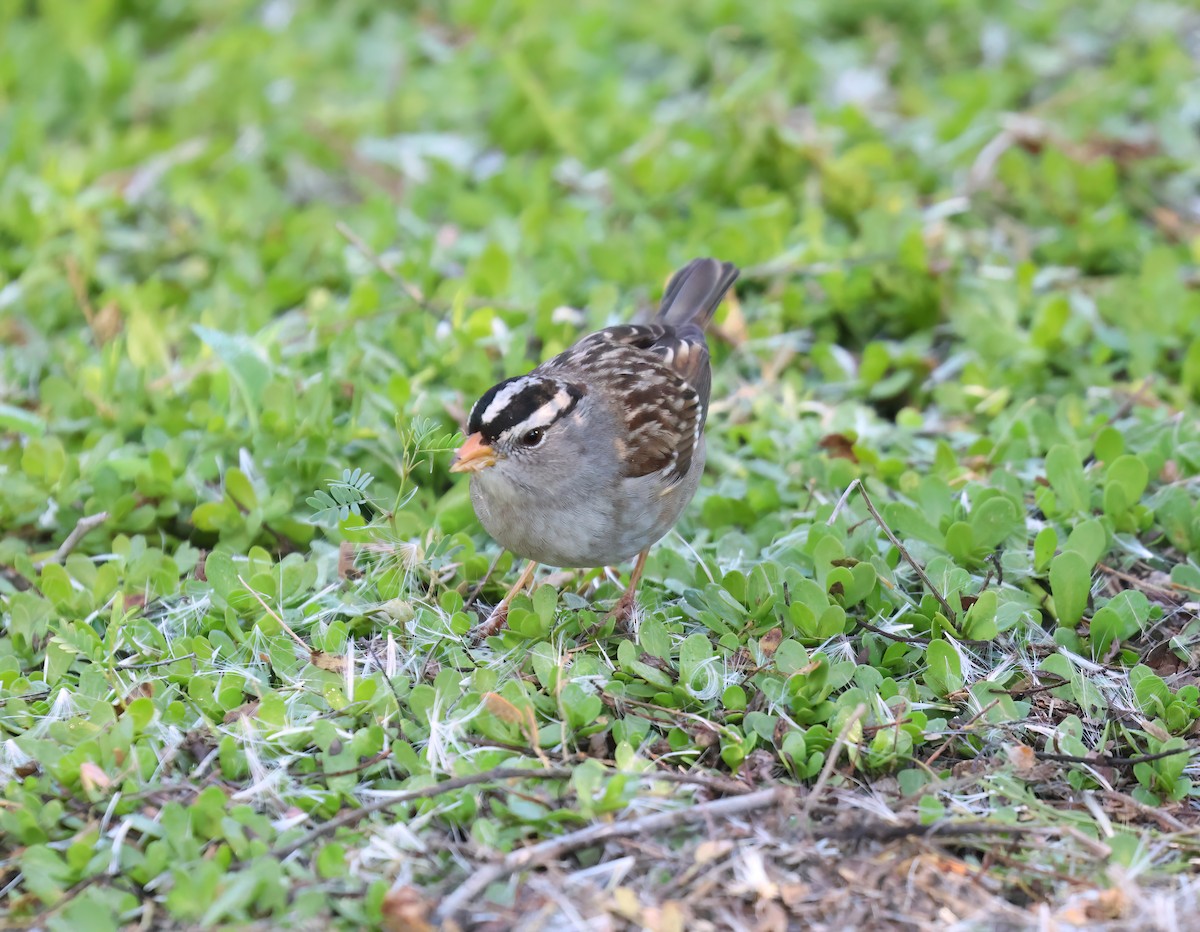 White-crowned Sparrow - ML646994871
