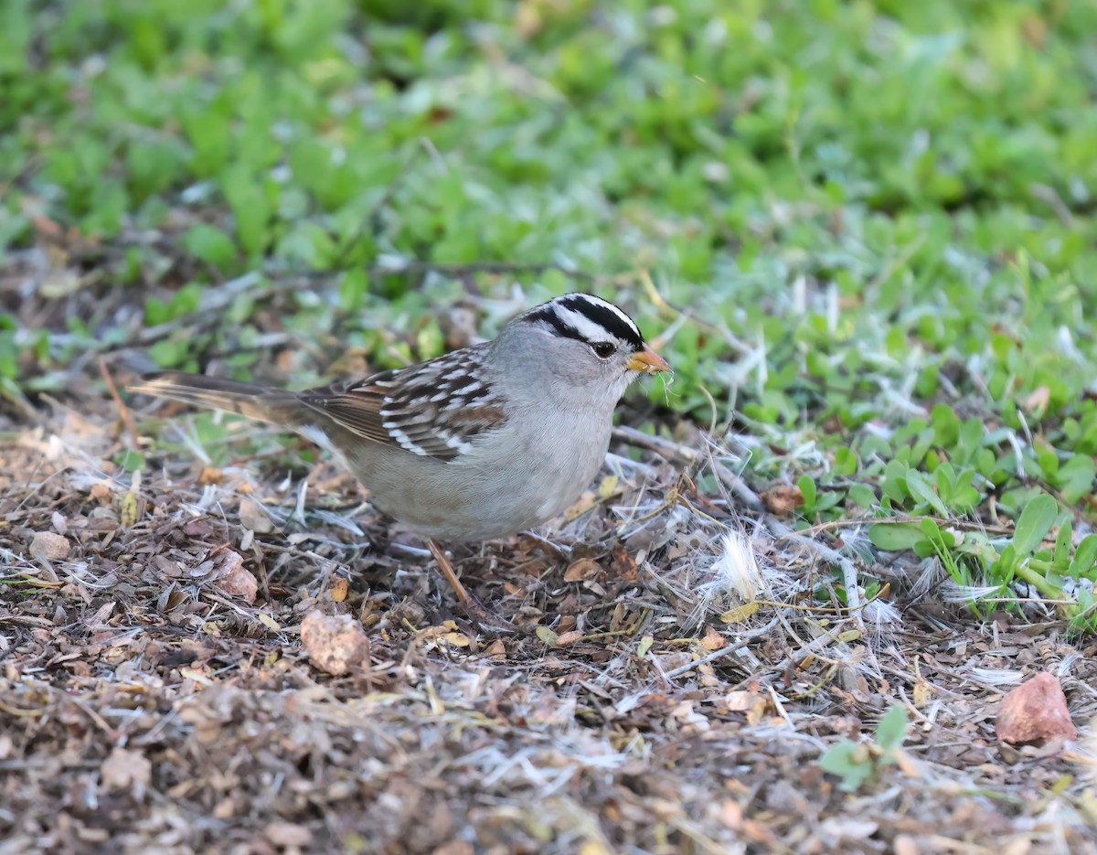 White-crowned Sparrow - ML646994872