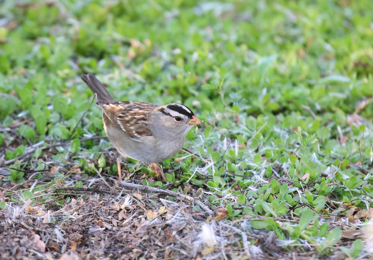 White-crowned Sparrow - ML646994873