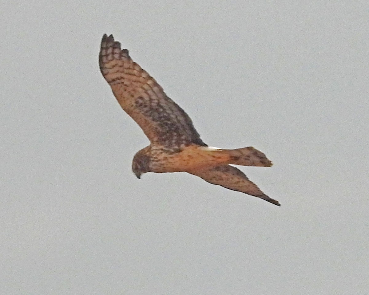 Northern Harrier - ML646994875