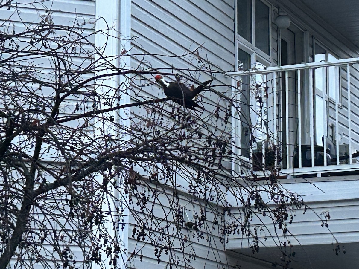 Pileated Woodpecker - ML646994878