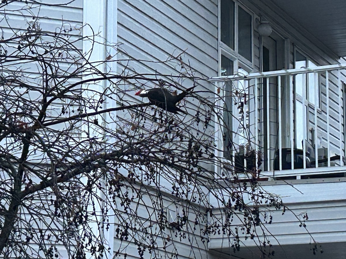 Pileated Woodpecker - ML646994879