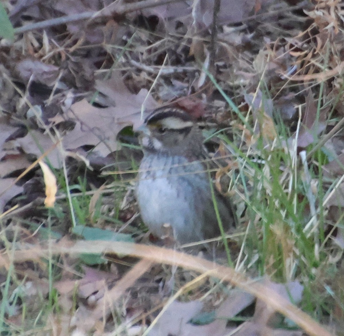 Ak Boğazlı Serçe - ML646994880