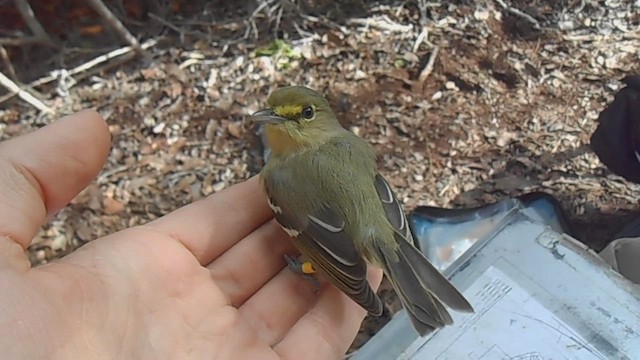 Vireo Piquigrueso - ML646994891