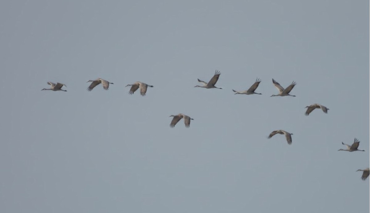 Kurrilo kanadarra - ML646994895