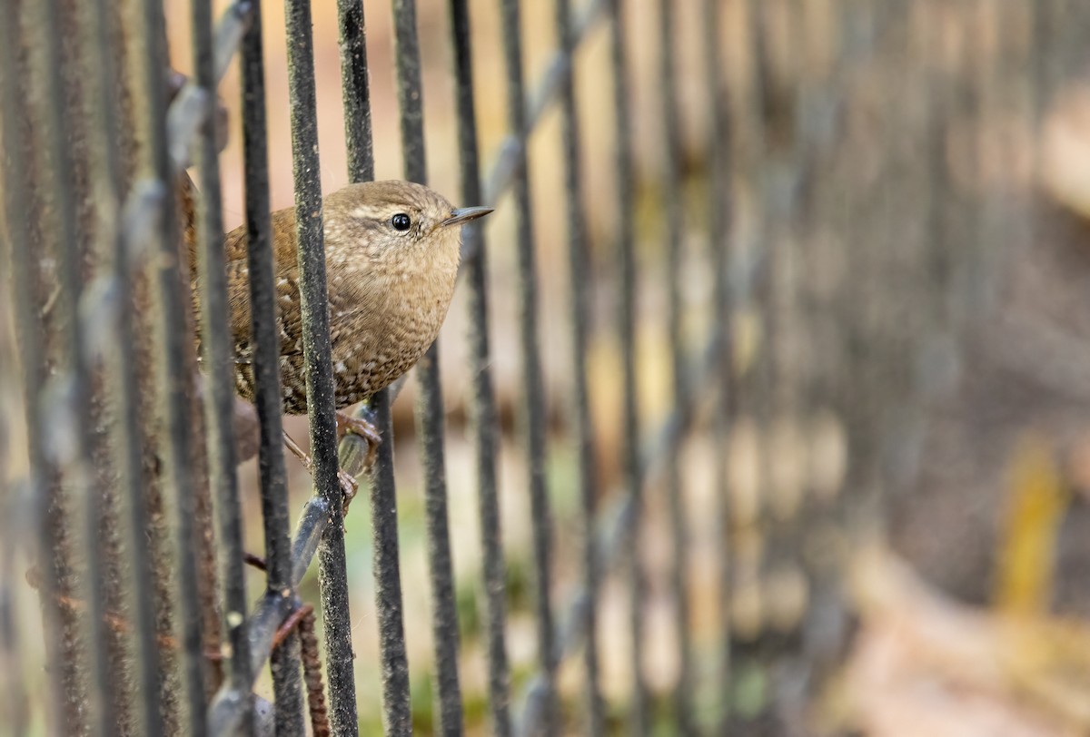 Winter Wren - ML646994899