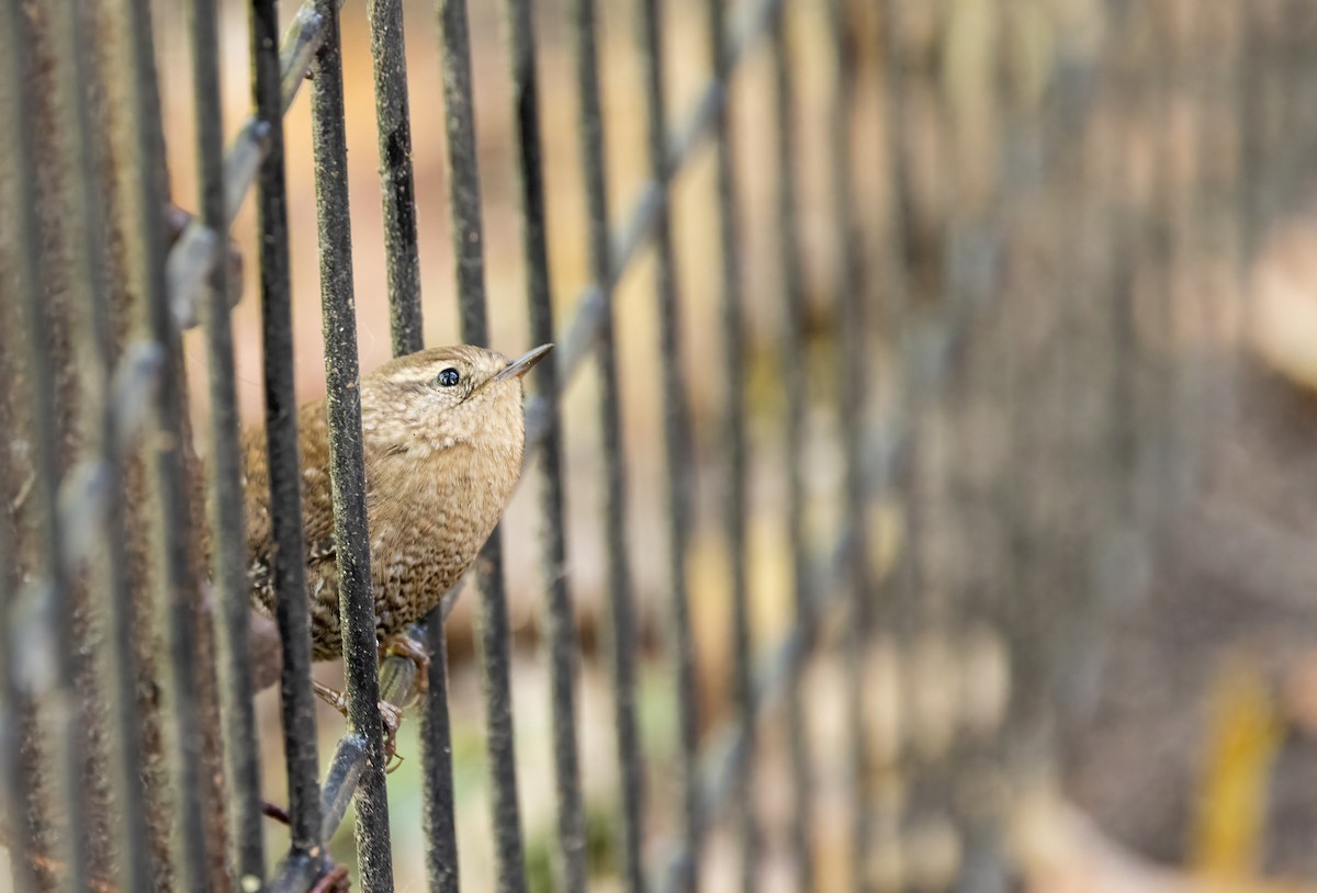 střízlík kanadský - ML646994900