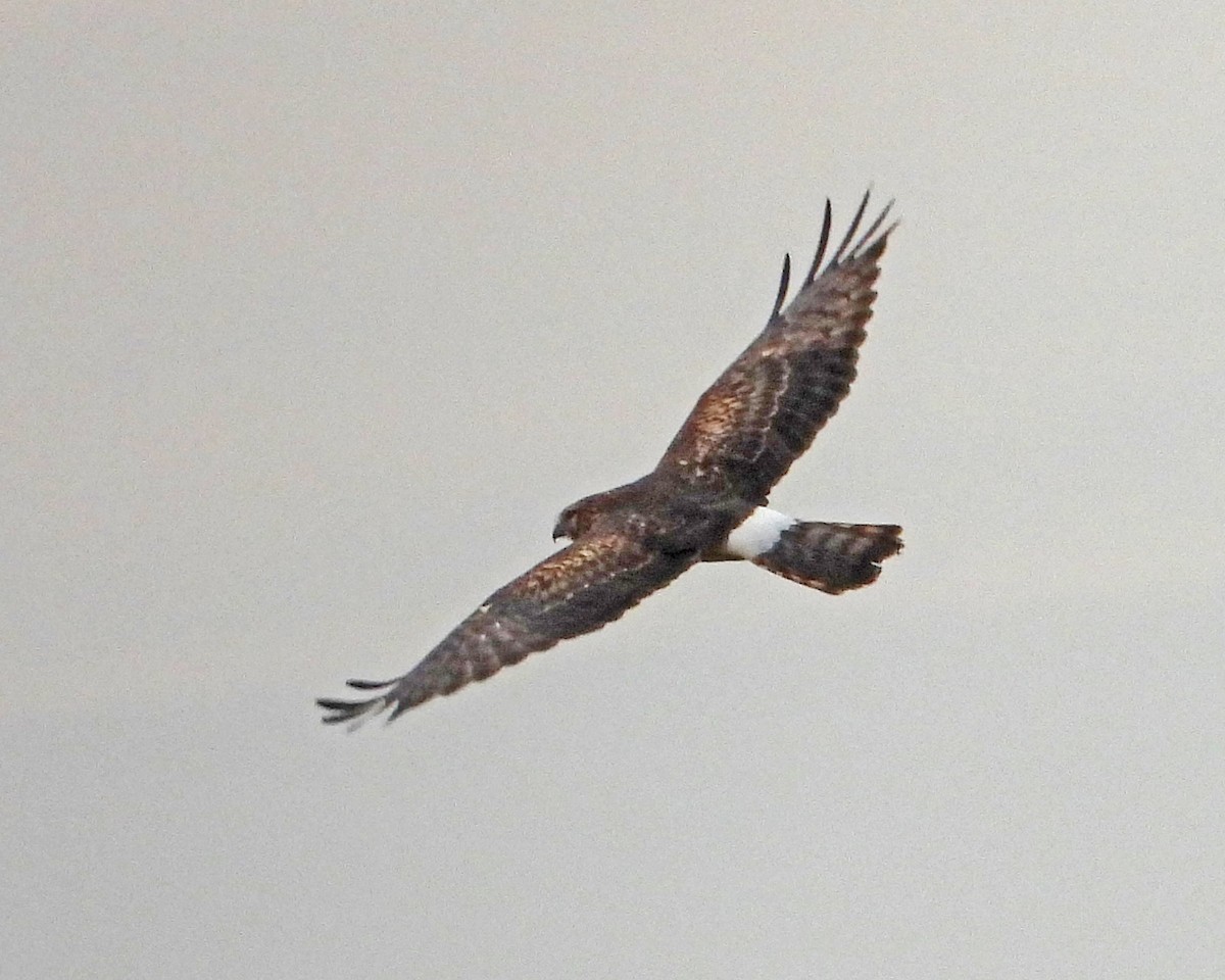 Northern Harrier - ML646994901
