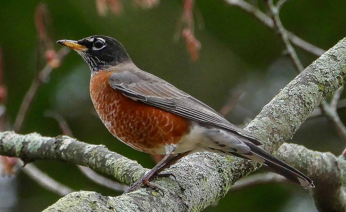 American Robin - ML646994902