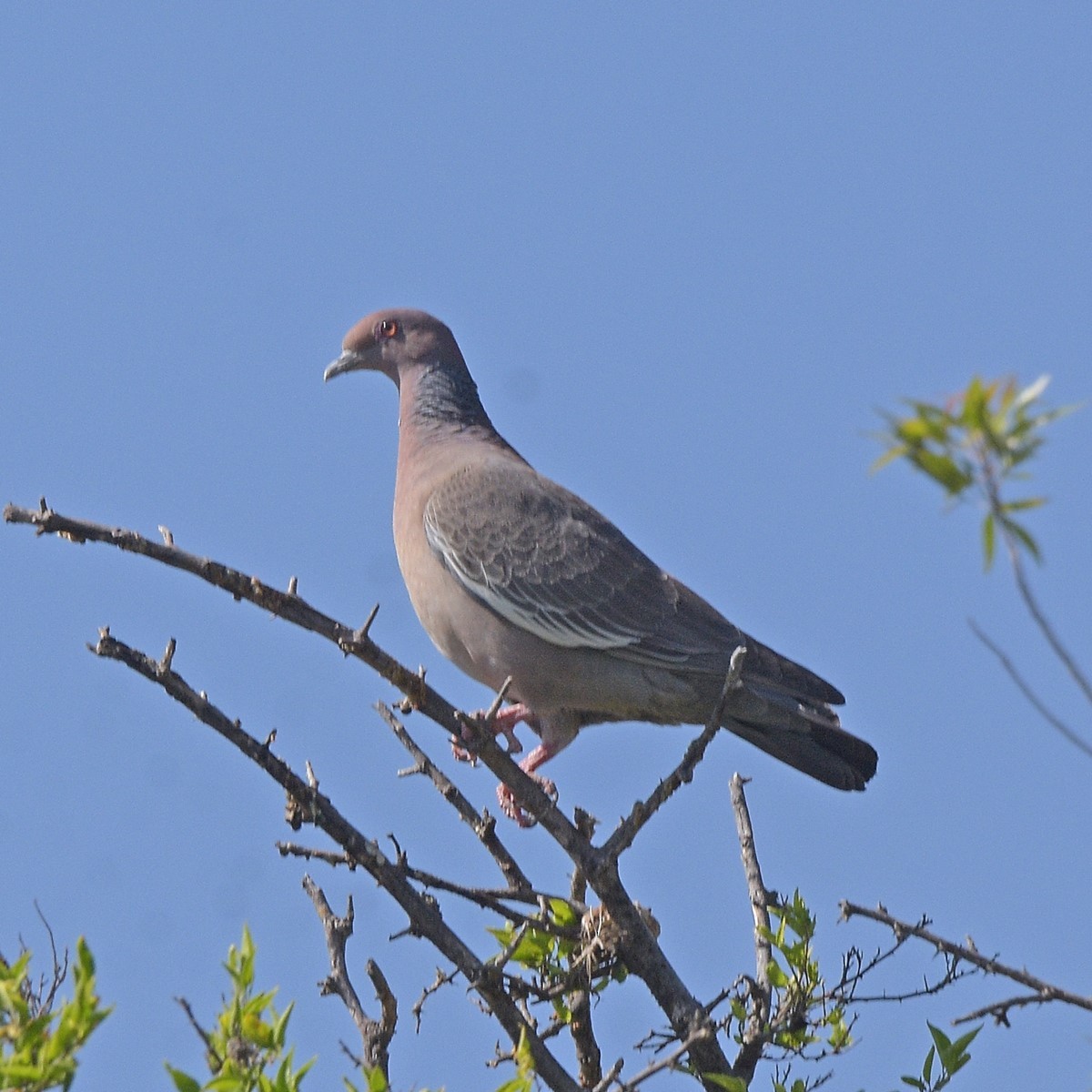 Paloma Picazuró - ML646994904