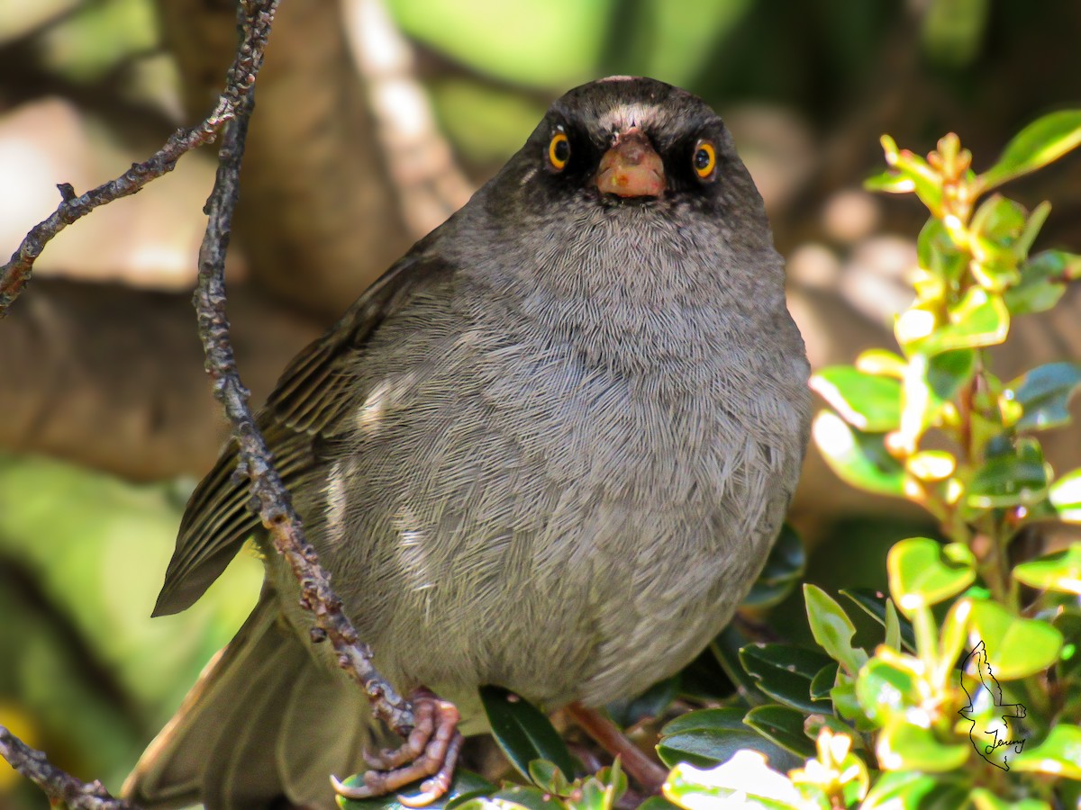 Volcano Junco - ML646994909