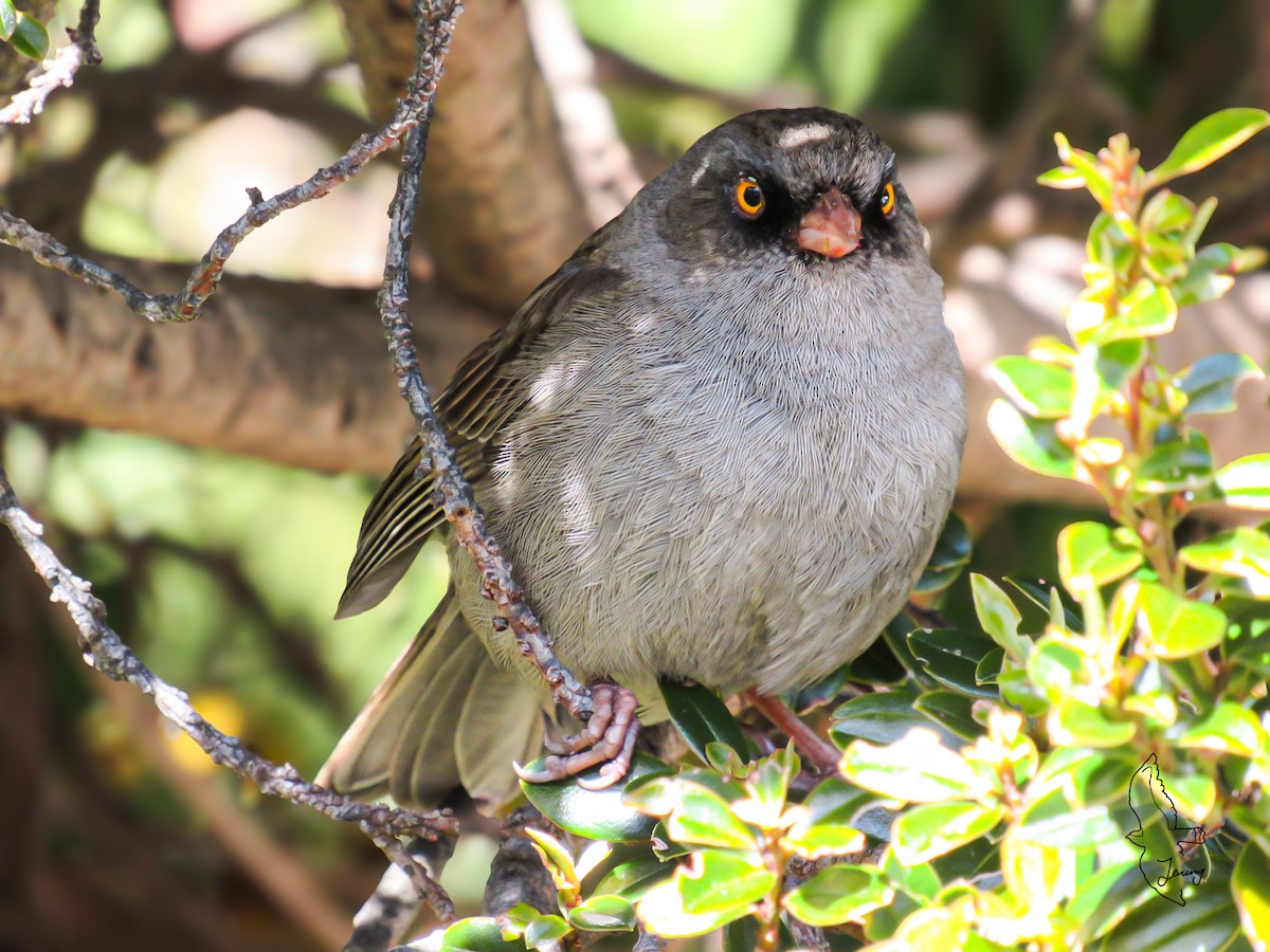 Volcano Junco - ML646994910