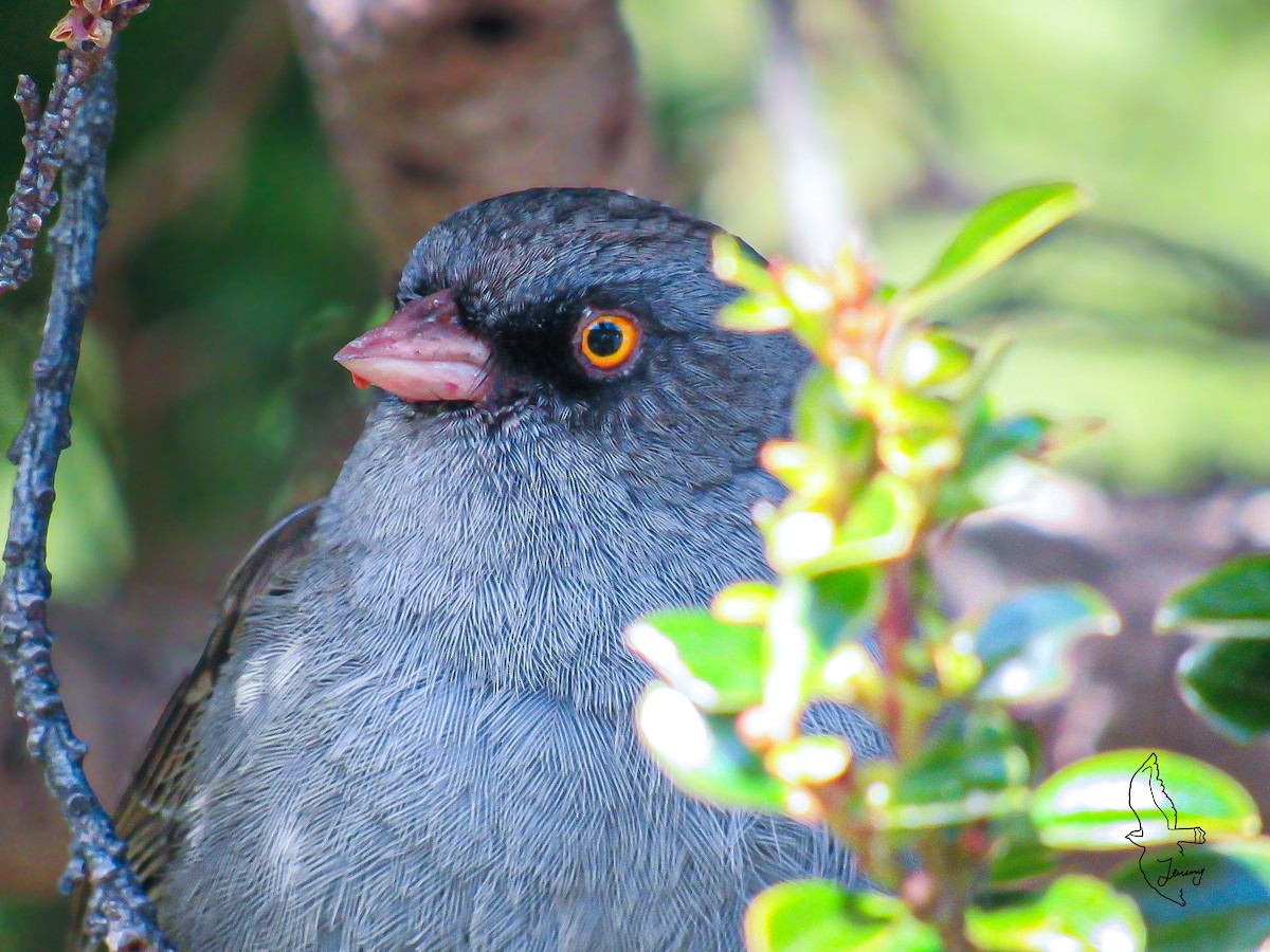 Volcano Junco - ML646994911