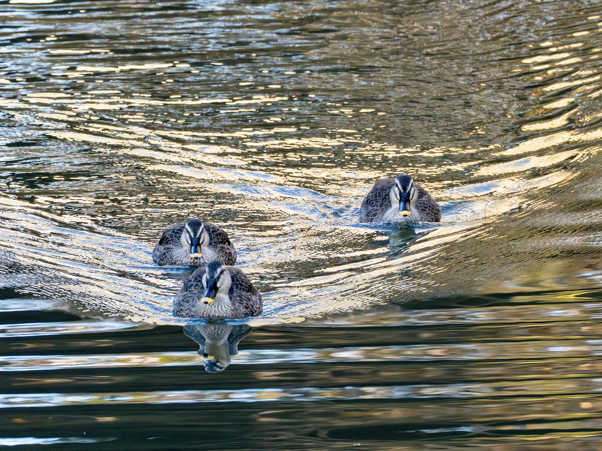 Eastern Spot-billed Duck - ML646994912