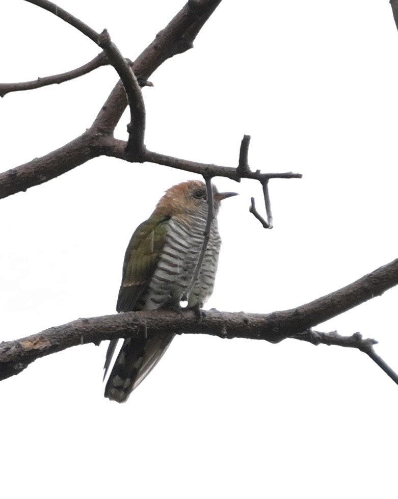 Asian Emerald Cuckoo - ML646994913