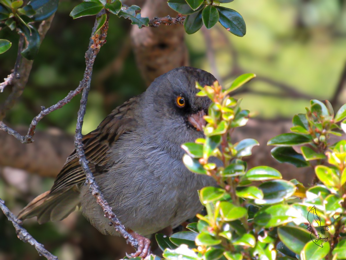 Volcano Junco - ML646994919