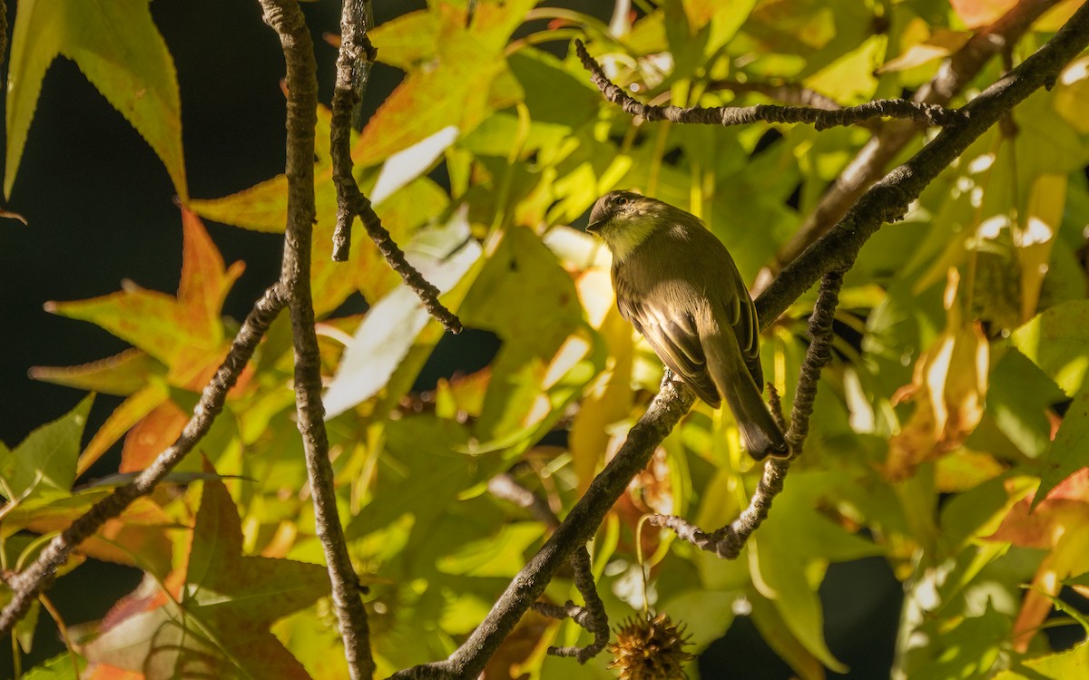 Eastern Phoebe - ML646994923