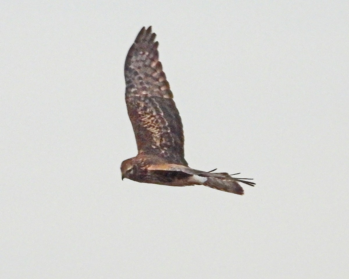Northern Harrier - ML646994925