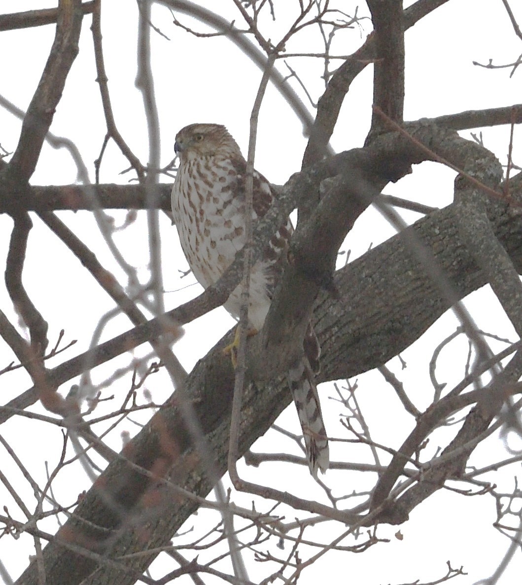 Cooper's Hawk - ML646994926