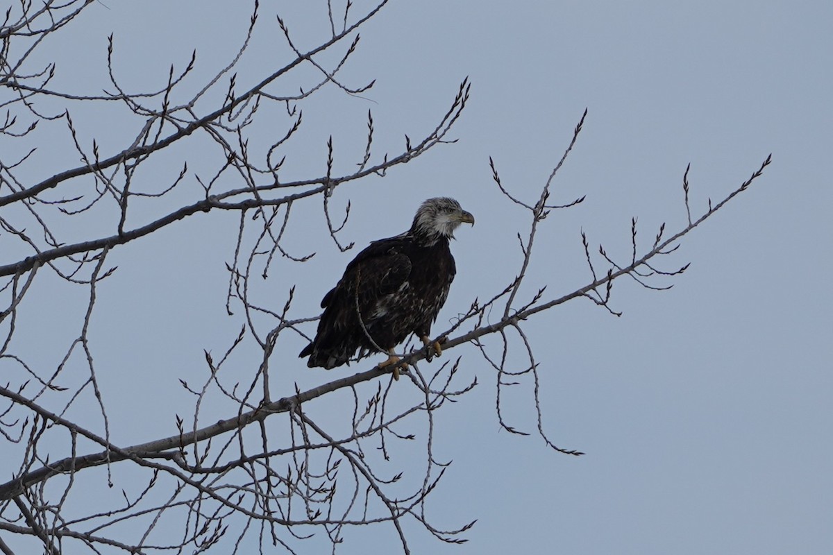 Bald Eagle - ML646994927