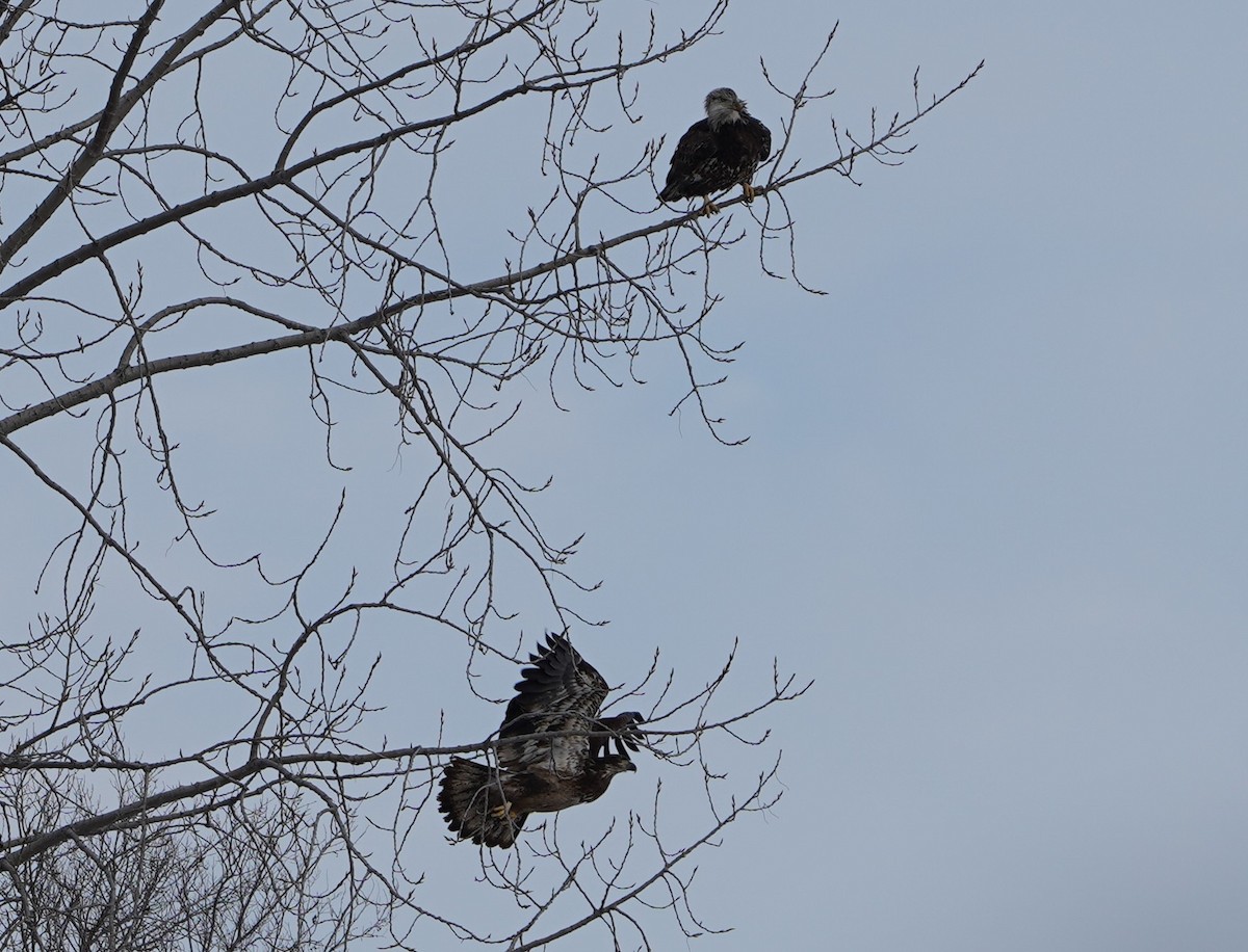 Bald Eagle - ML646994928