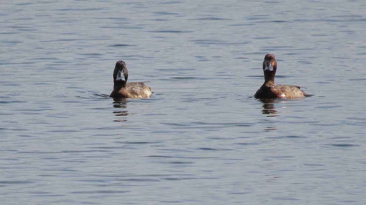 Murgilari txikia - ML646994929