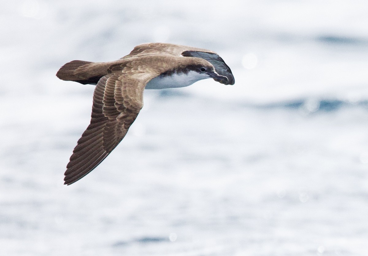 Puffin des Galapagos - ML646994935