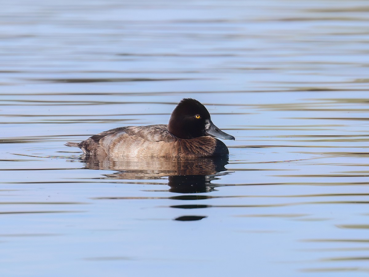 Lesser Scaup - ML646994937