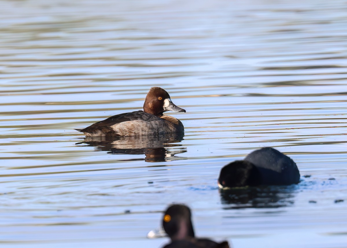 Lesser Scaup - ML646994938