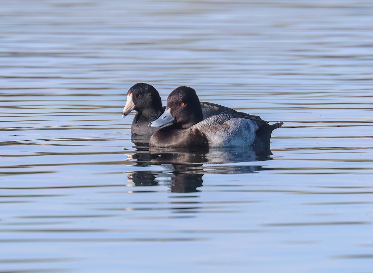 Lesser Scaup - ML646994939