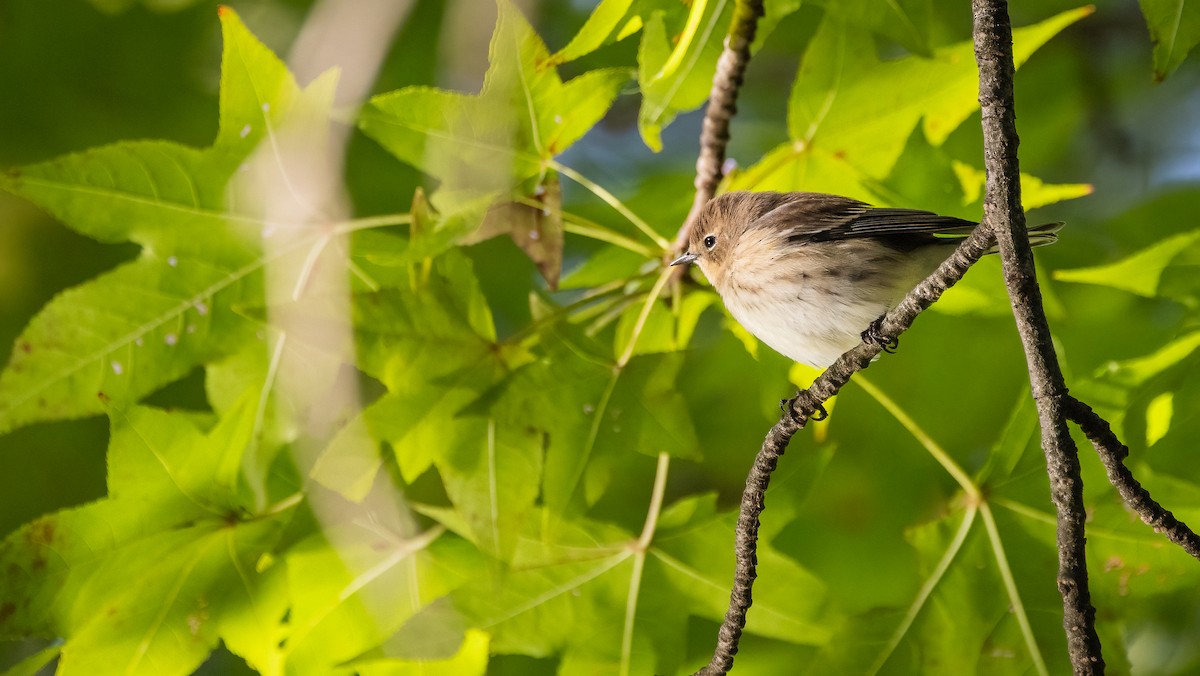 Yellow-rumped Warbler (Myrtle) - ML646994942