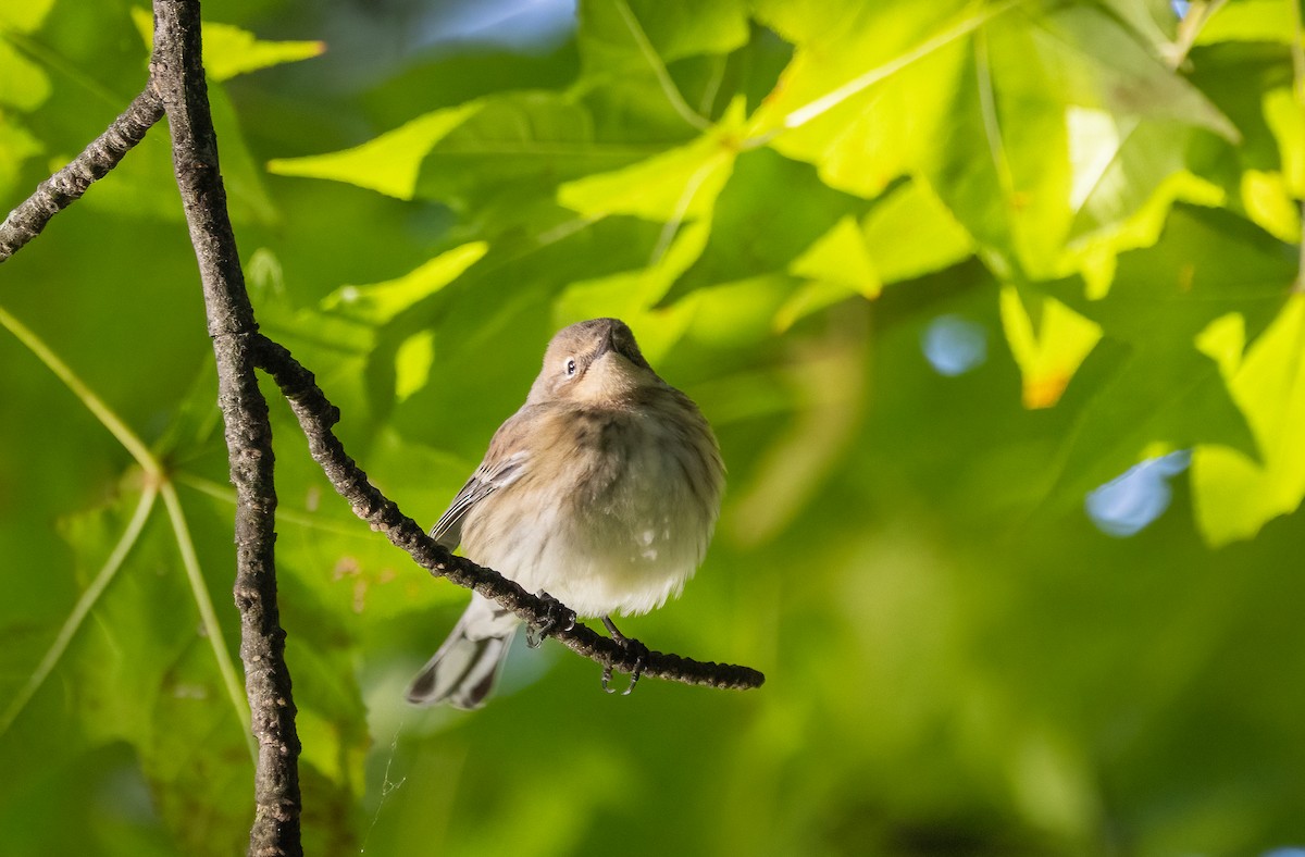 Yellow-rumped Warbler (Myrtle) - ML646994943