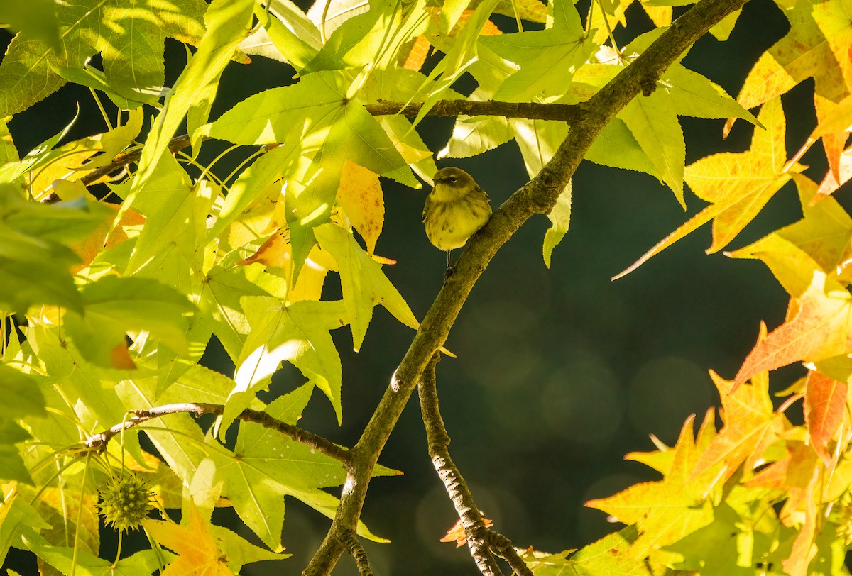 Yellow-rumped Warbler (Myrtle) - ML646994944
