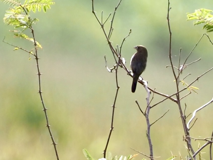 Якарина - ML646994945