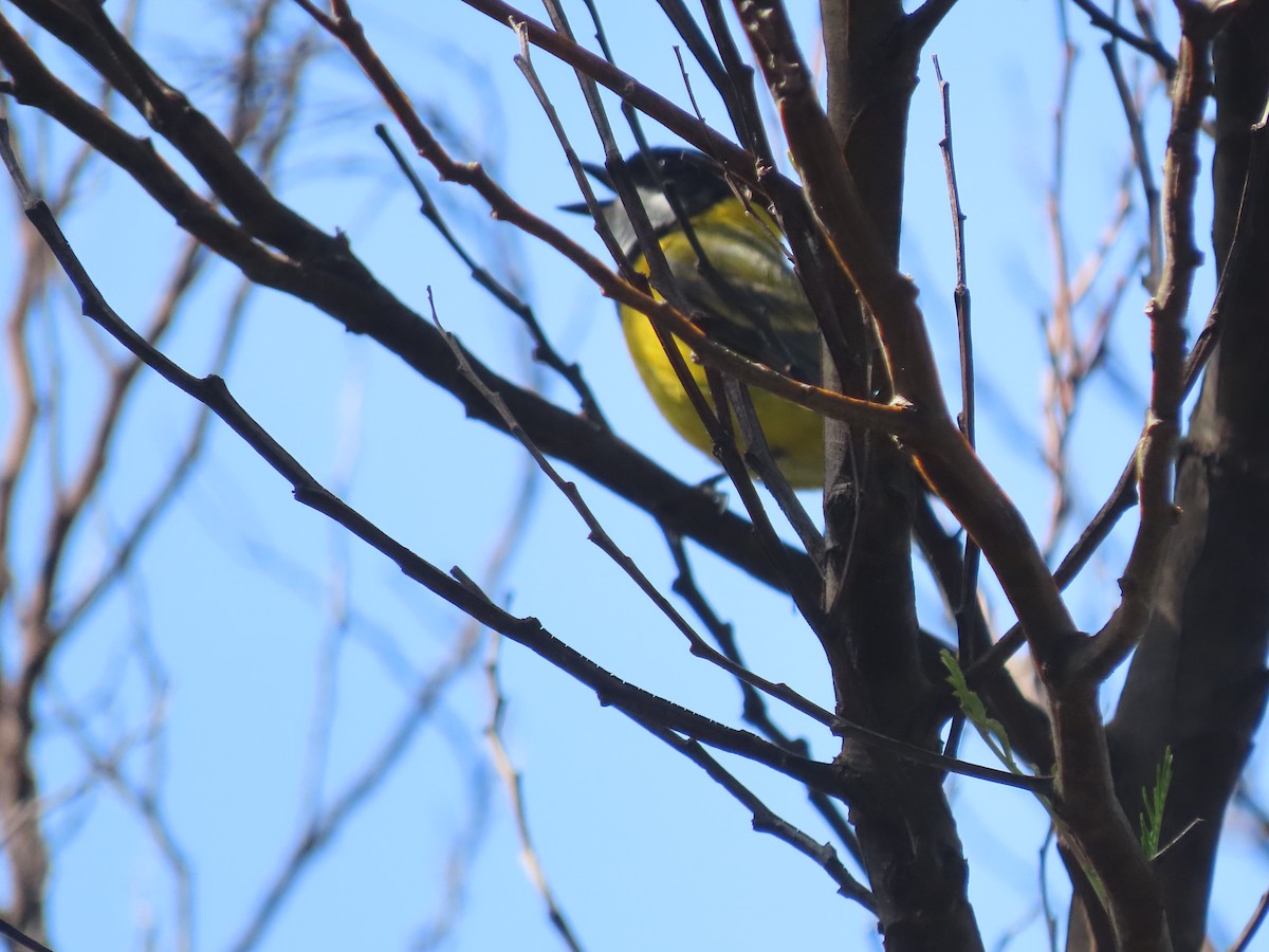 Golden Whistler - ML646994946