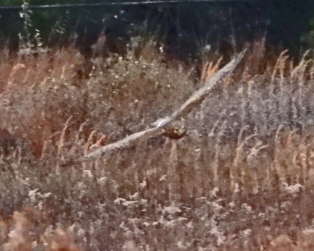 Northern Harrier - ML646994948