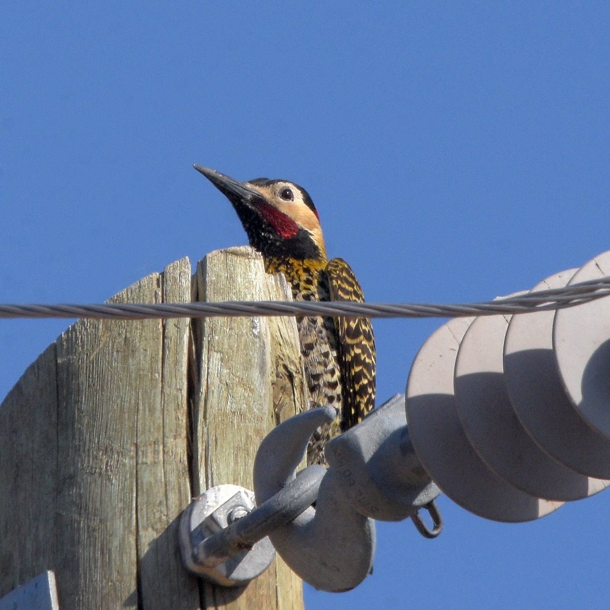 Green-barred Woodpecker - ML646994951