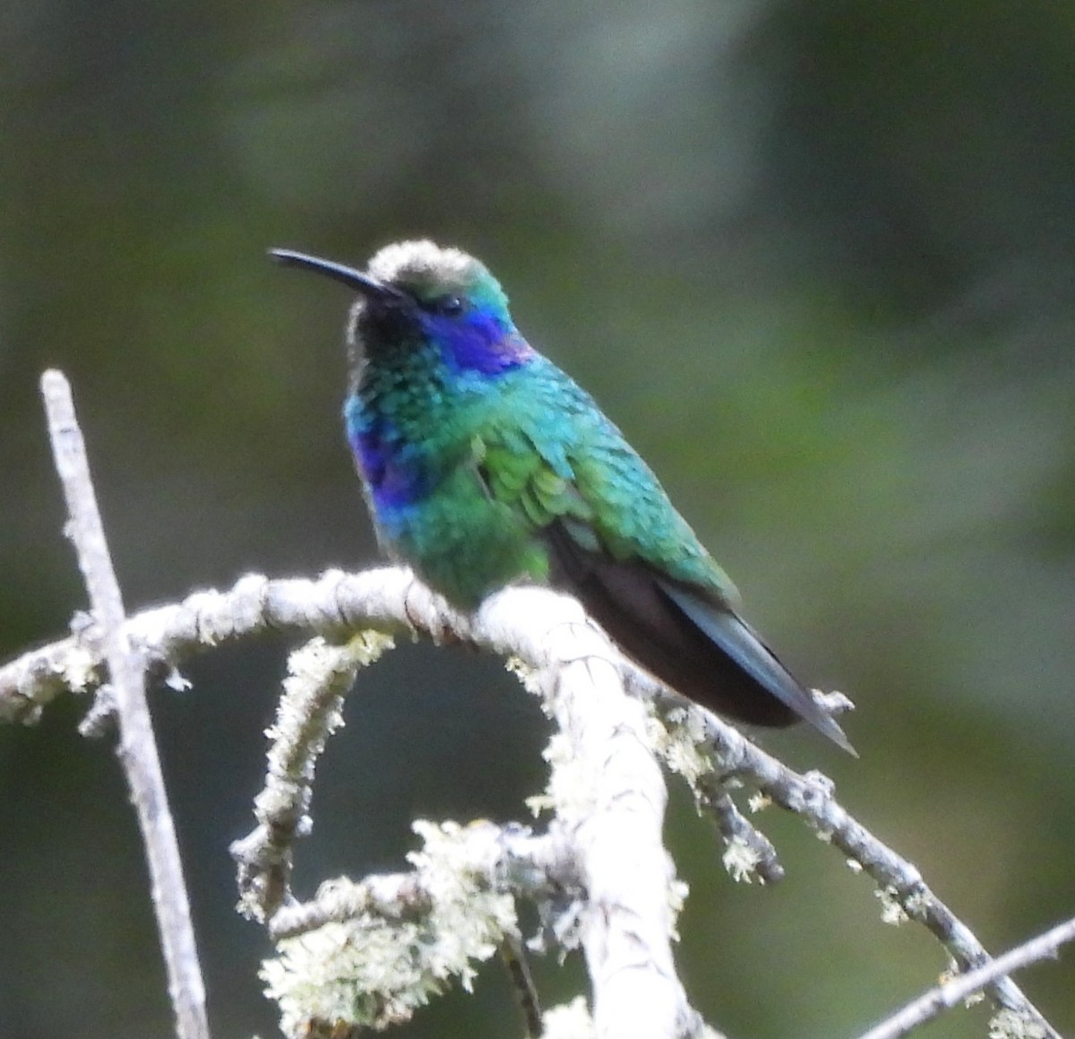 Colibri thalassin - ML646994952