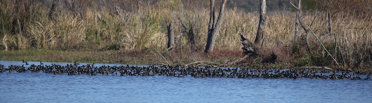 American Coot - ML646994955