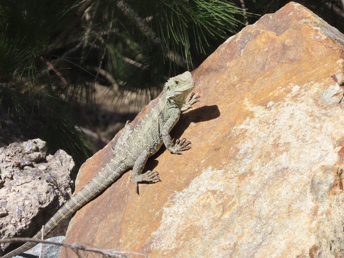 Eastern Water Dragon - ML646994956