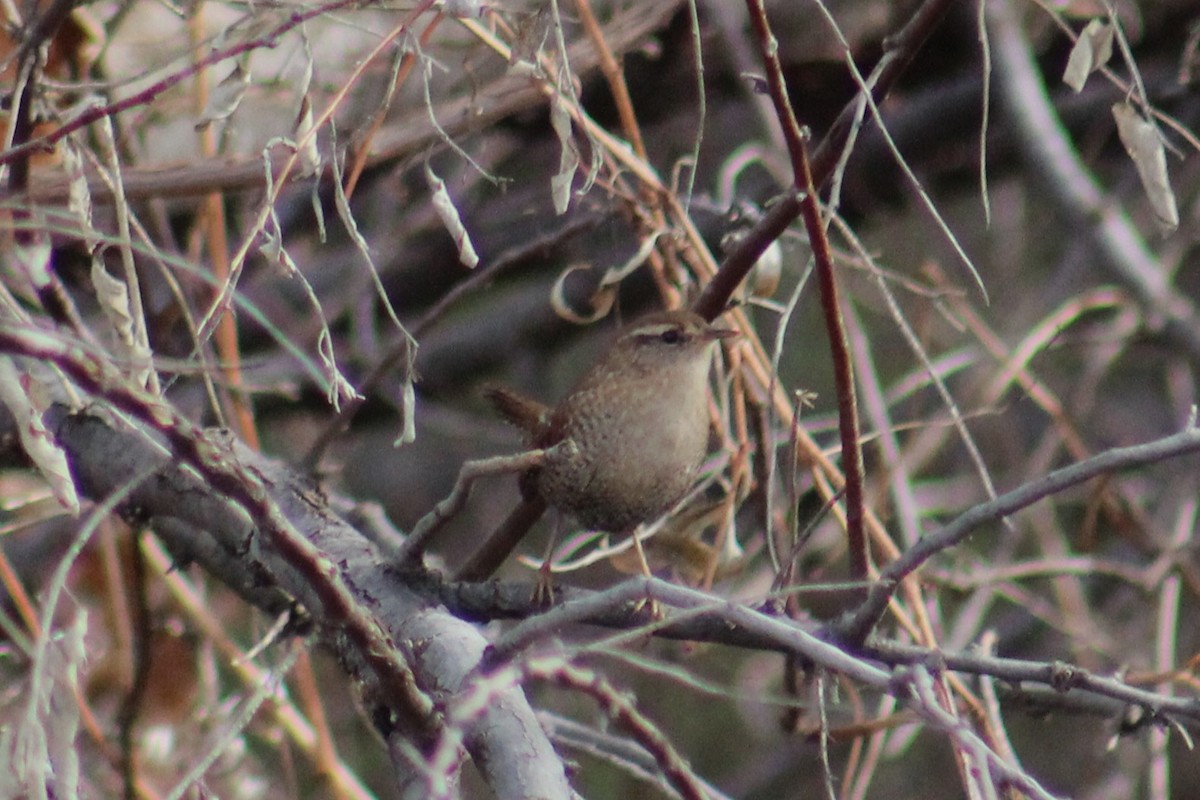 střízlík kanadský - ML646994961