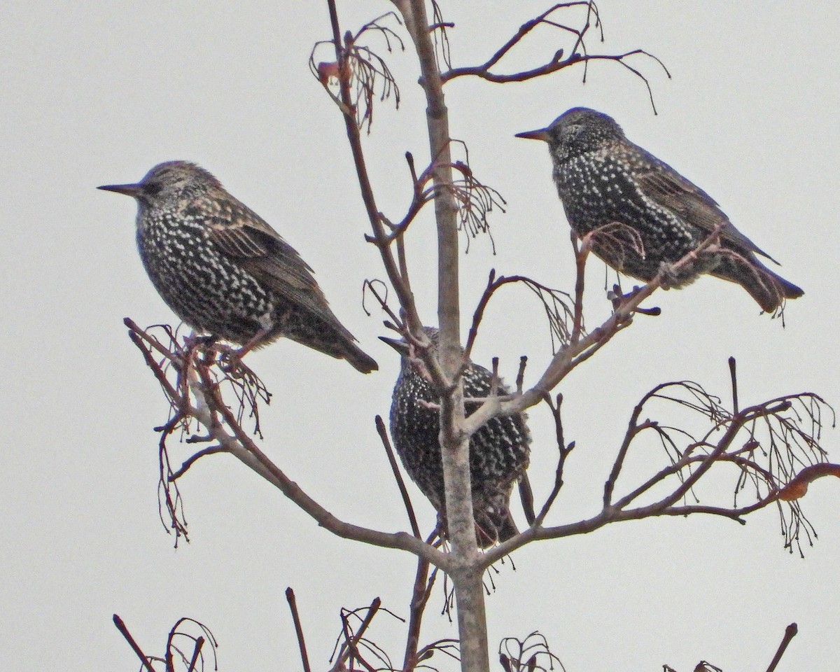 European Starling - ML646994965