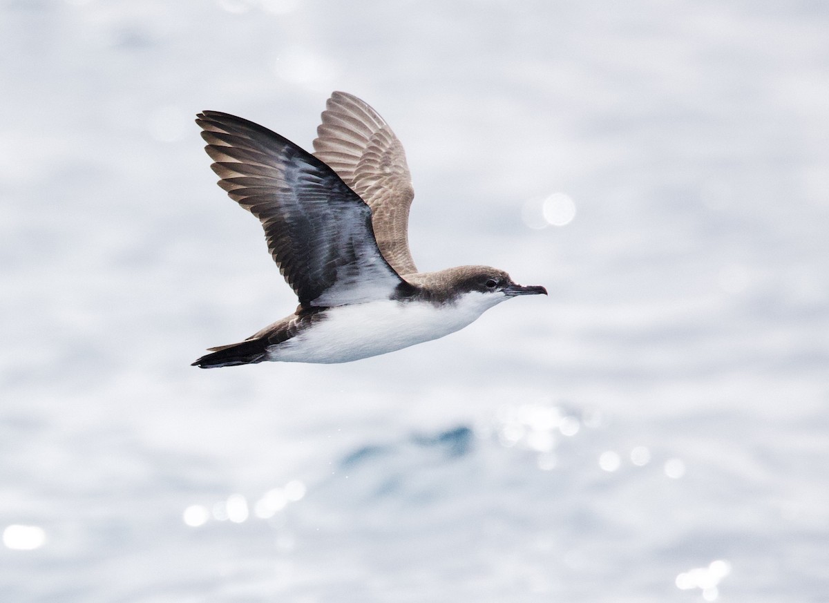 Puffin des Galapagos - ML646994966