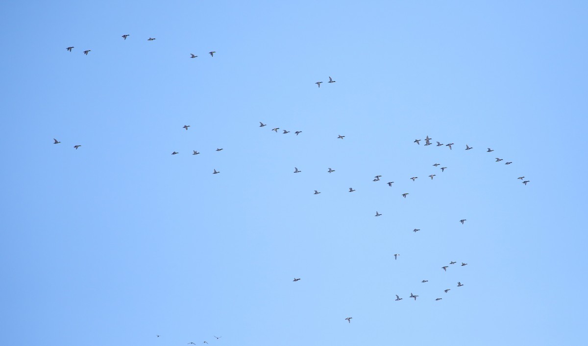 Ring-necked Duck - ML646994972