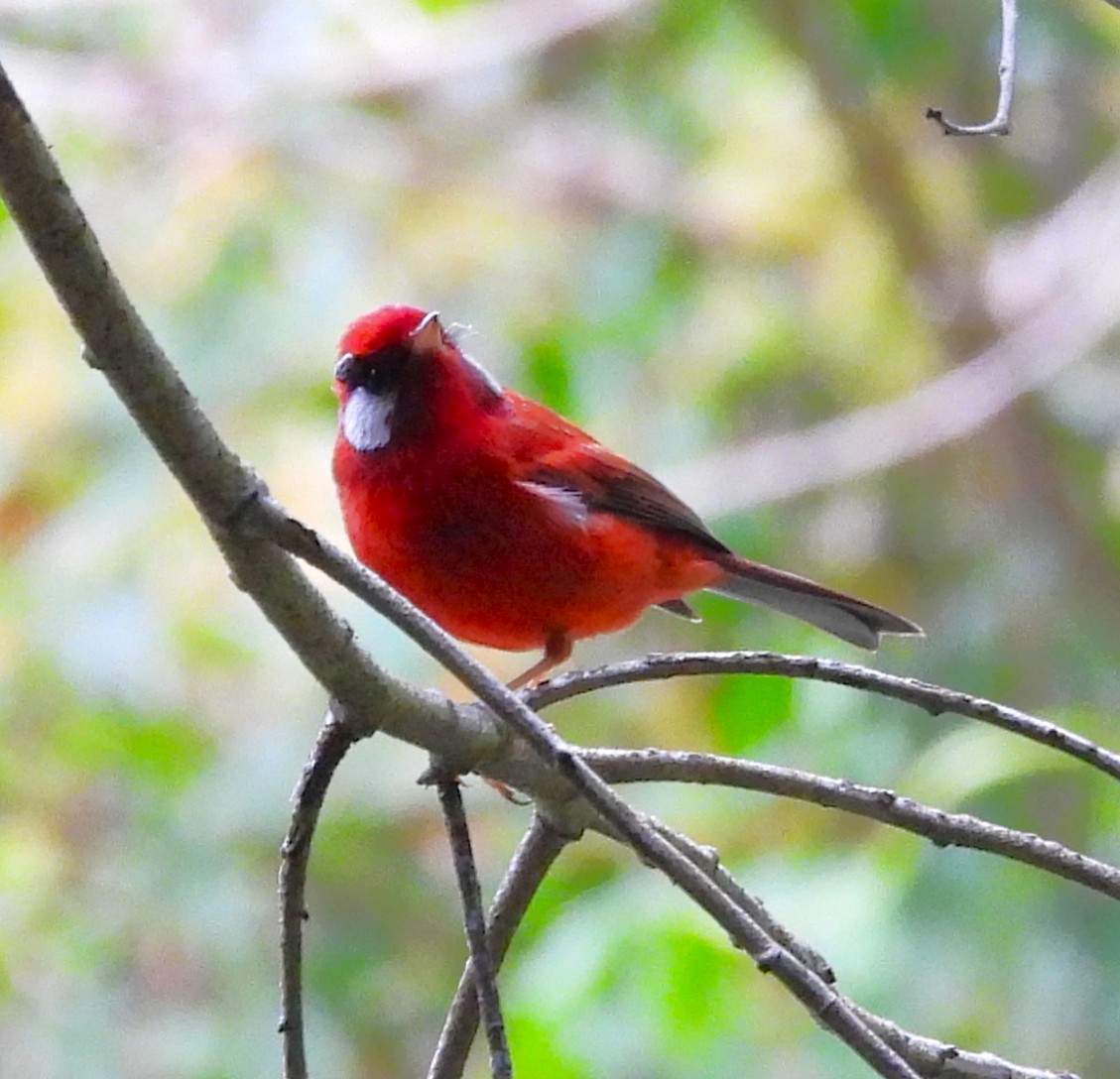 Red Warbler - ML646994973