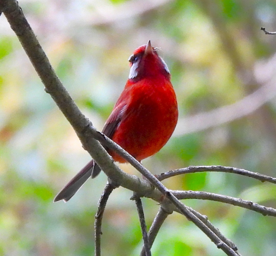 Red Warbler - ML646994974